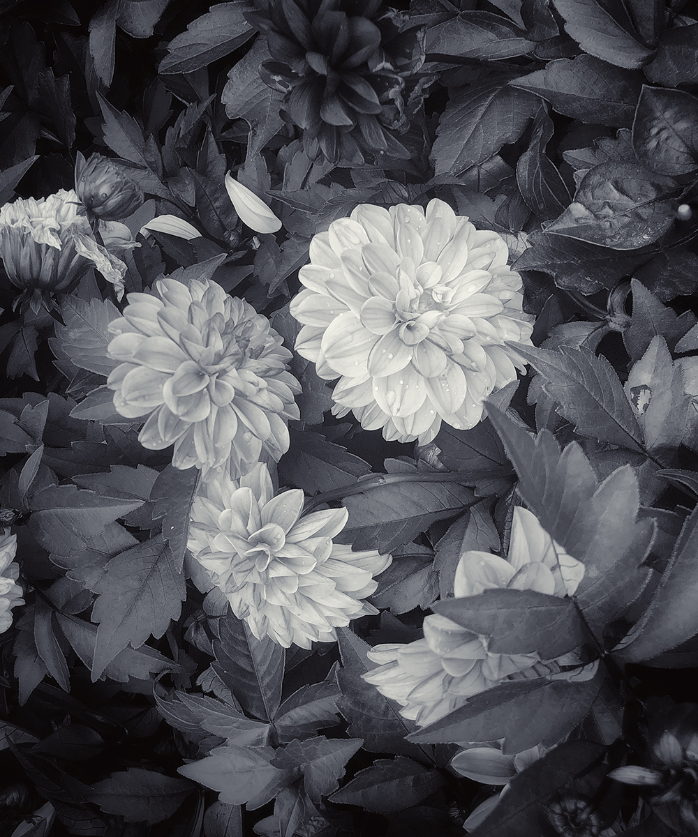 Full bloom