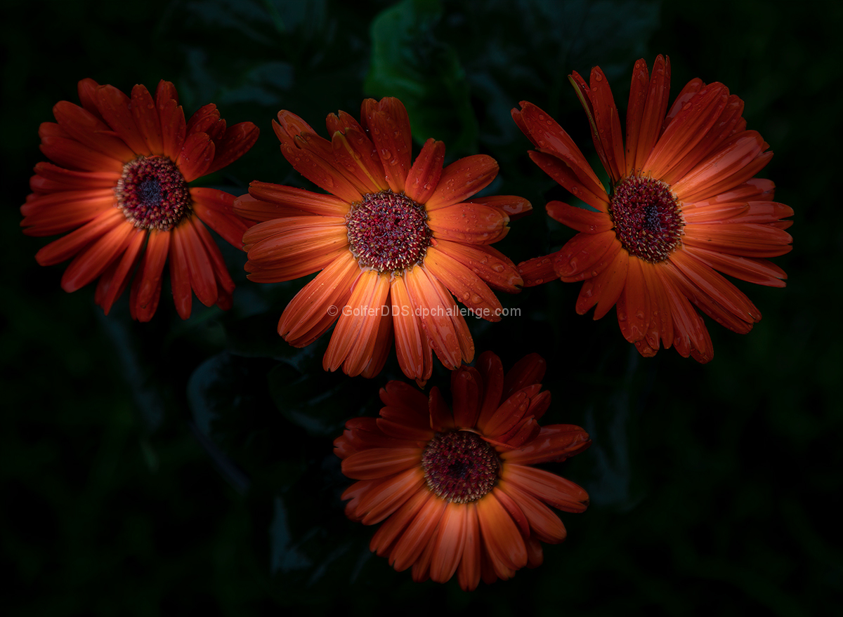 Gerbera Daisies