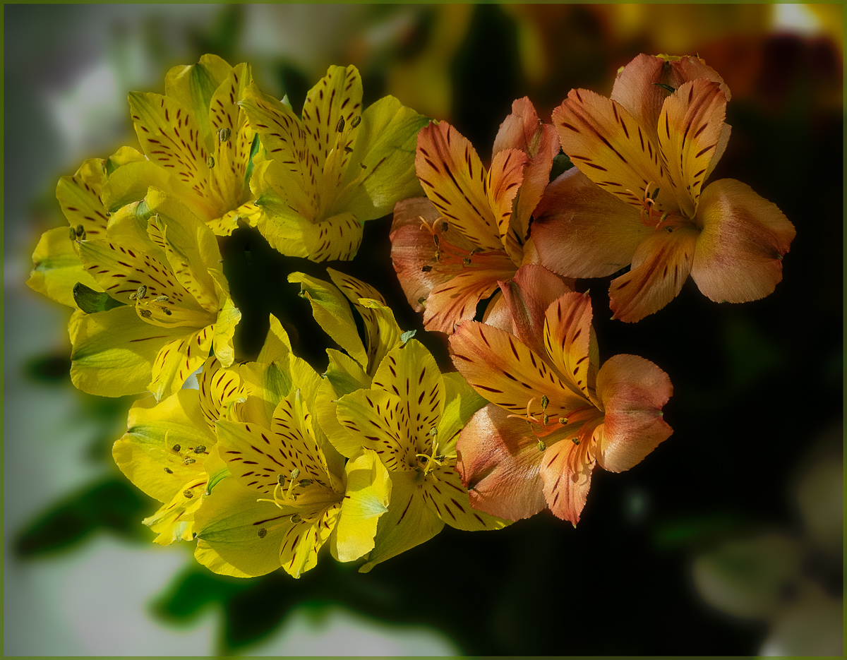 Alstroemeria