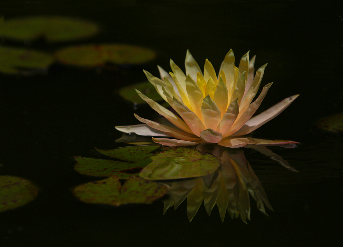 Water Lily :  Nymphaeaceae