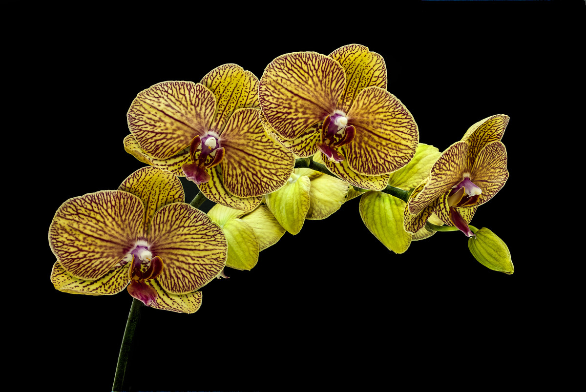Phalaenopsis Orchid - Apricot