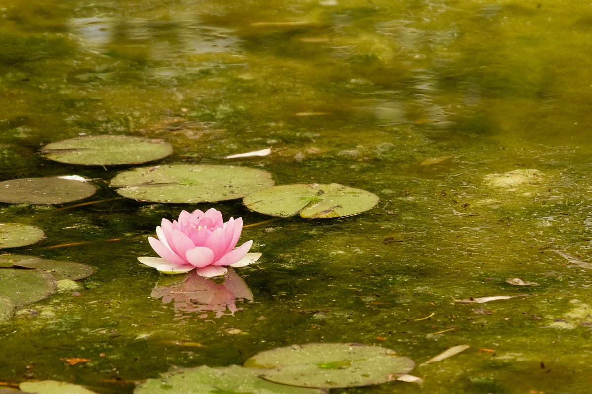 Water Lily