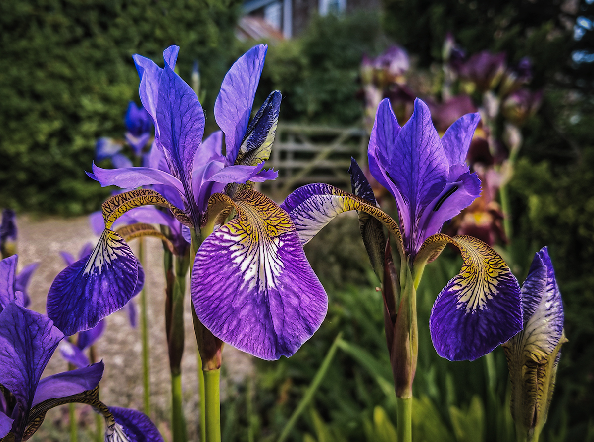 Irises in a Country Garden, Somerset, UK