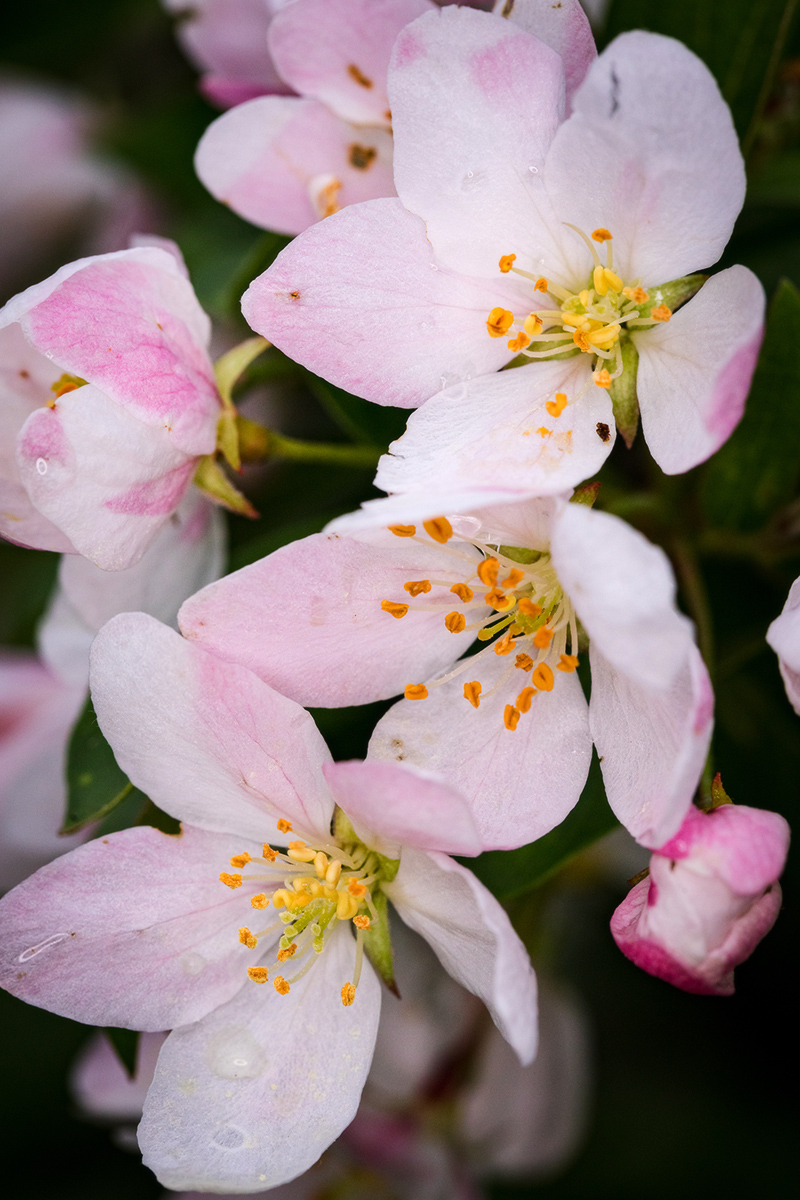 Flowering Crab After The Rain