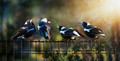 a mischief of magpies