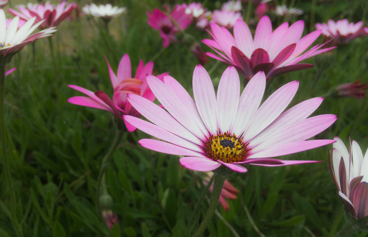 Daisies