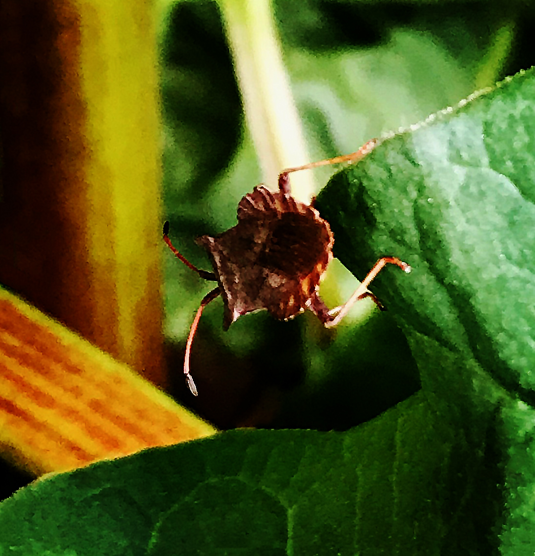 I'm just a little stink bug in the rhubarb