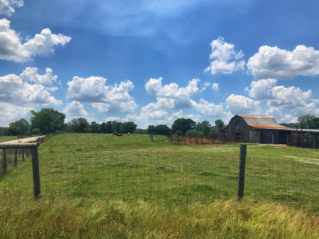 Pasture Cows Barn