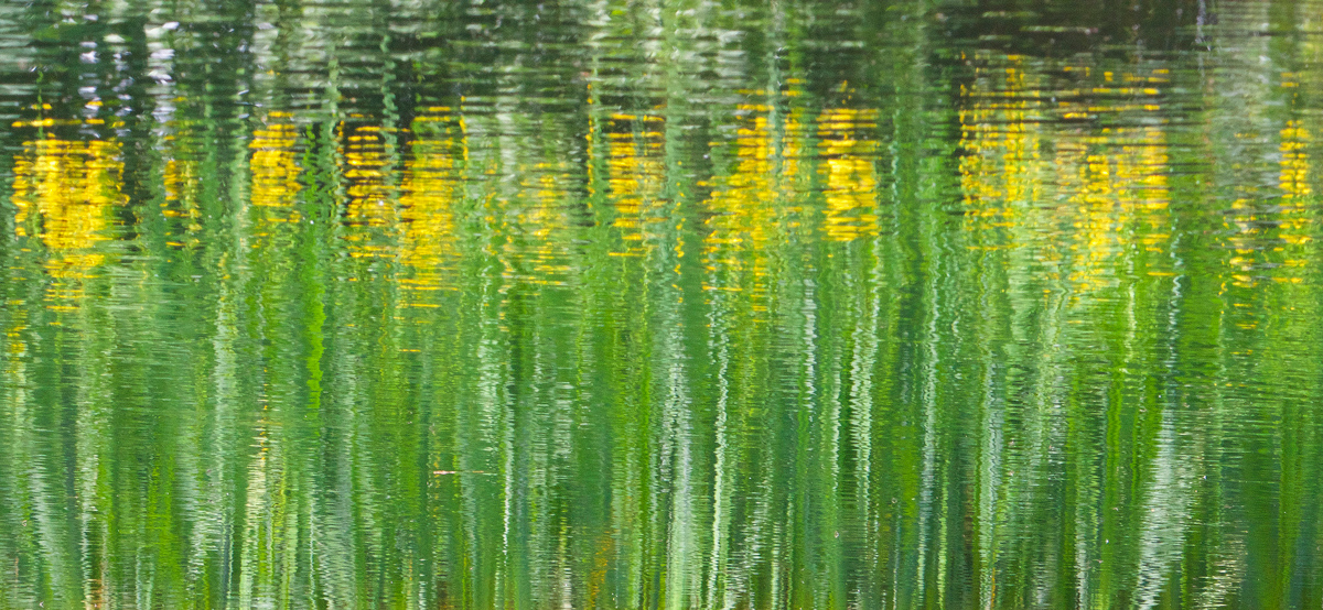 Green Iris