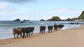 Cow friendly beach