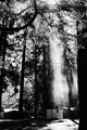 Spotlight