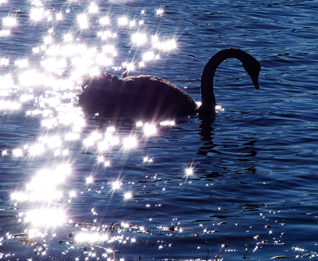 Swan Lake Sparkles