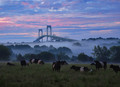 Up with the cows