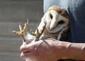 Barn Owl Banding