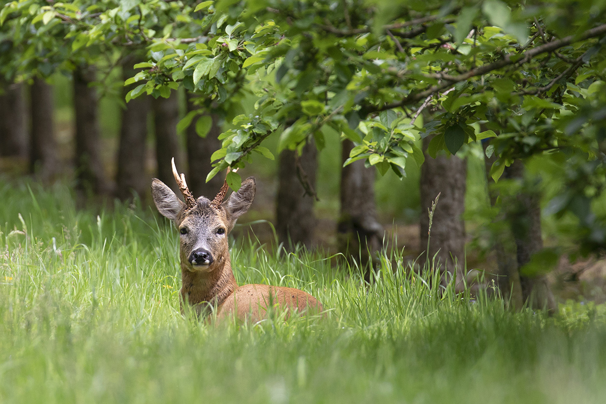 Deer in the orchard
