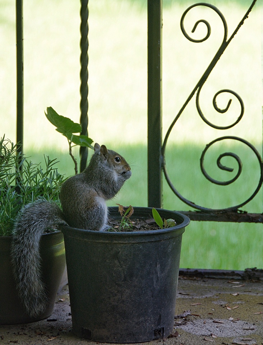 The Common Potted Squirrel