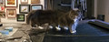 Cat Erpillar