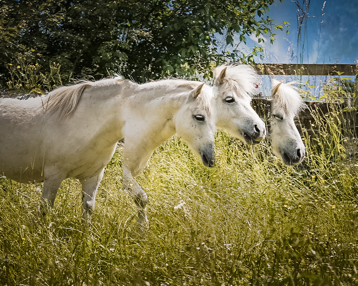 Two and a half headed horse