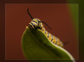 A Very Hungry Caterpillar 