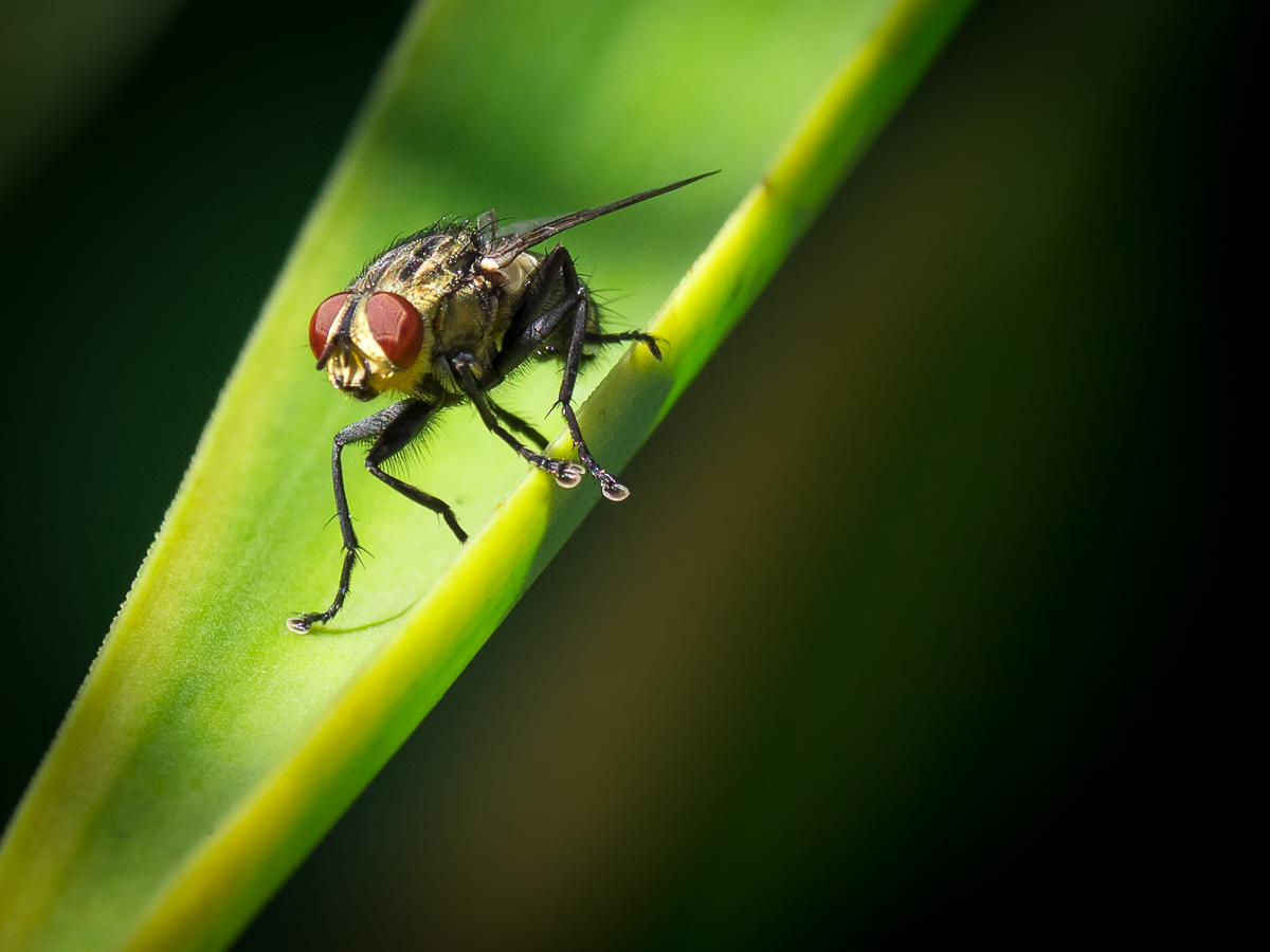 The Fly