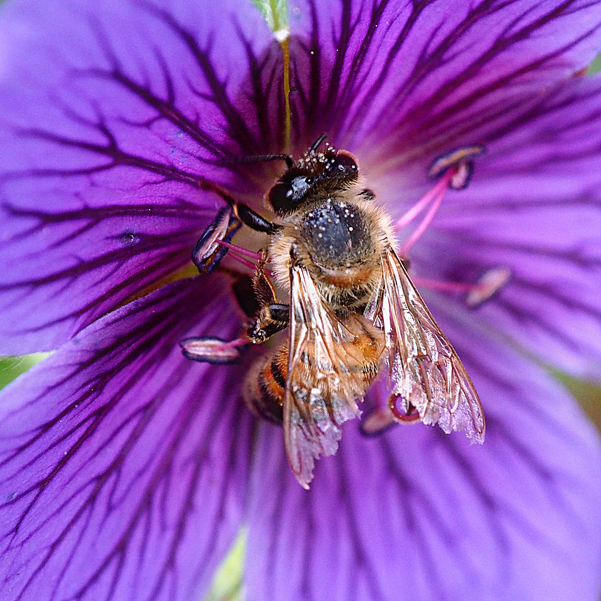 Beecoming one with the flower