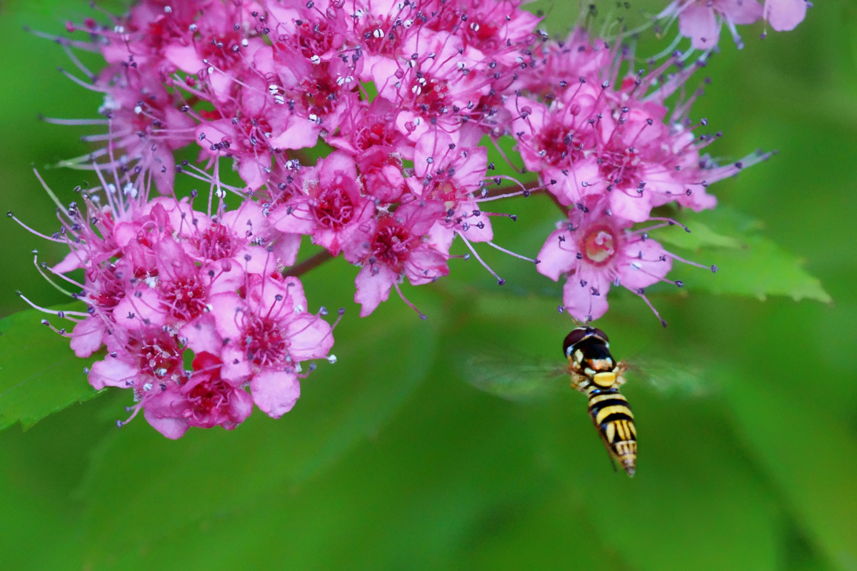 Hoverfly and Spirea