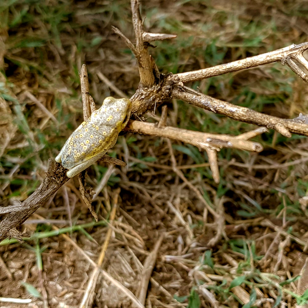 A Bug's Nemesis