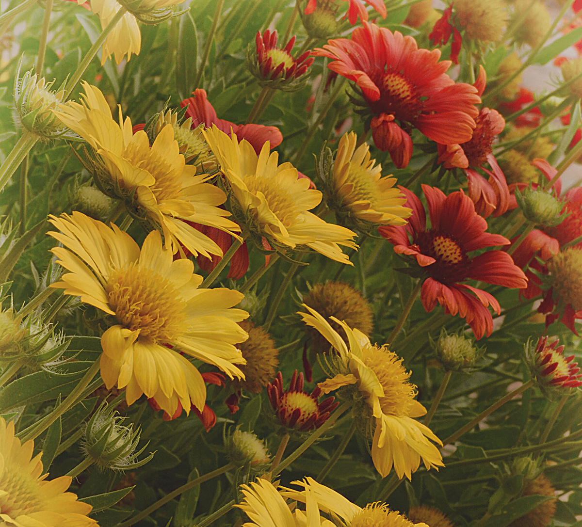 Field Of Daisies