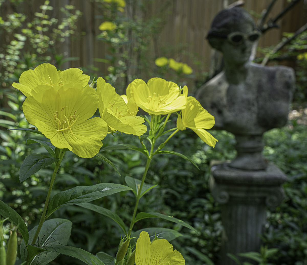 Buttercups in our garden