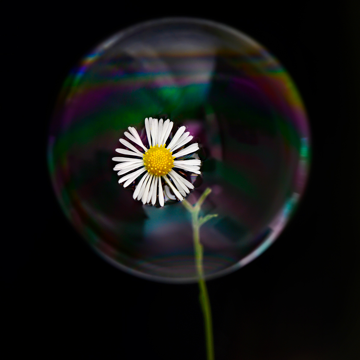 Bubble Flower