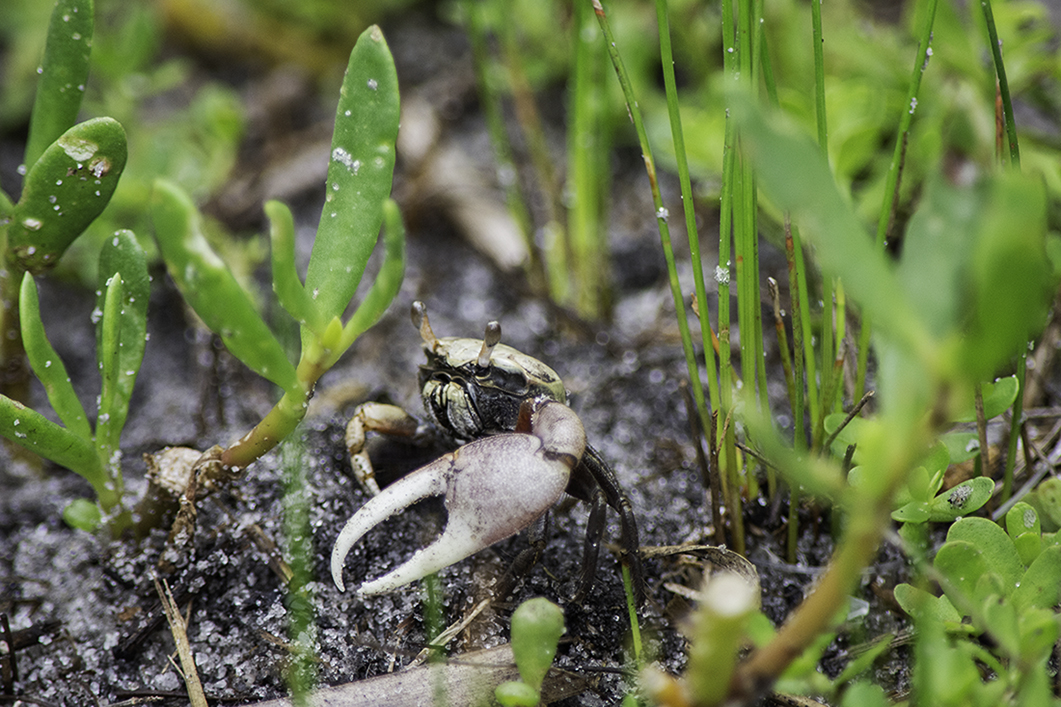 Portrait of a fiddler crab