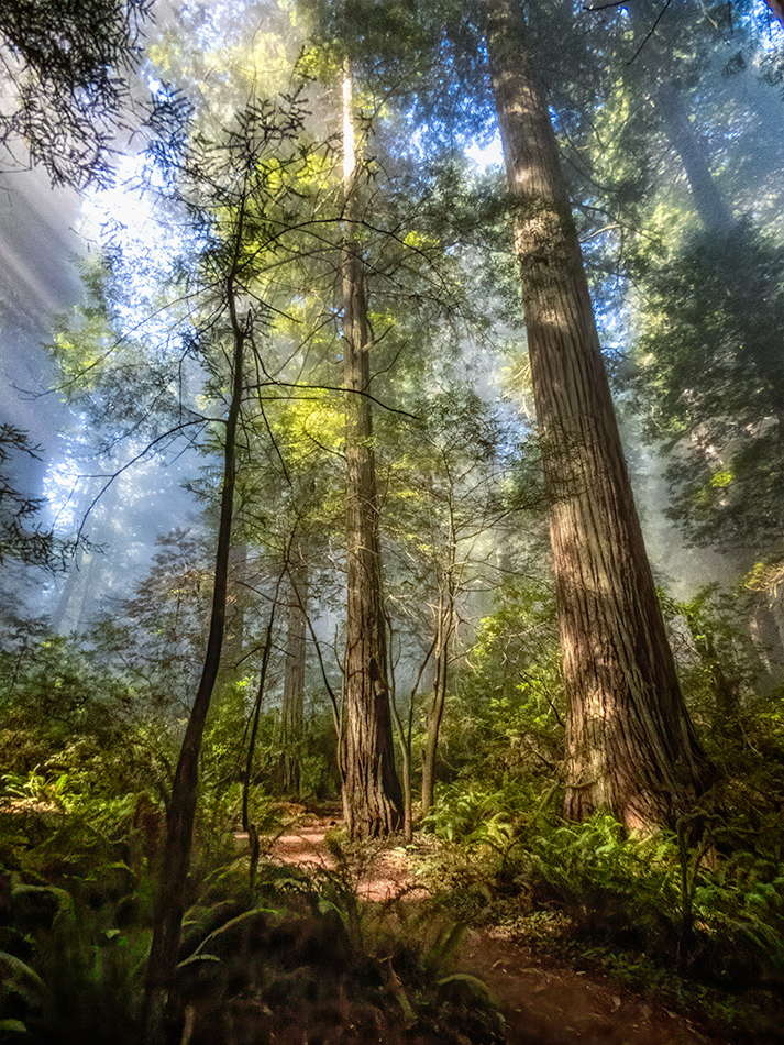 Coast Redwoods, Morning Mist