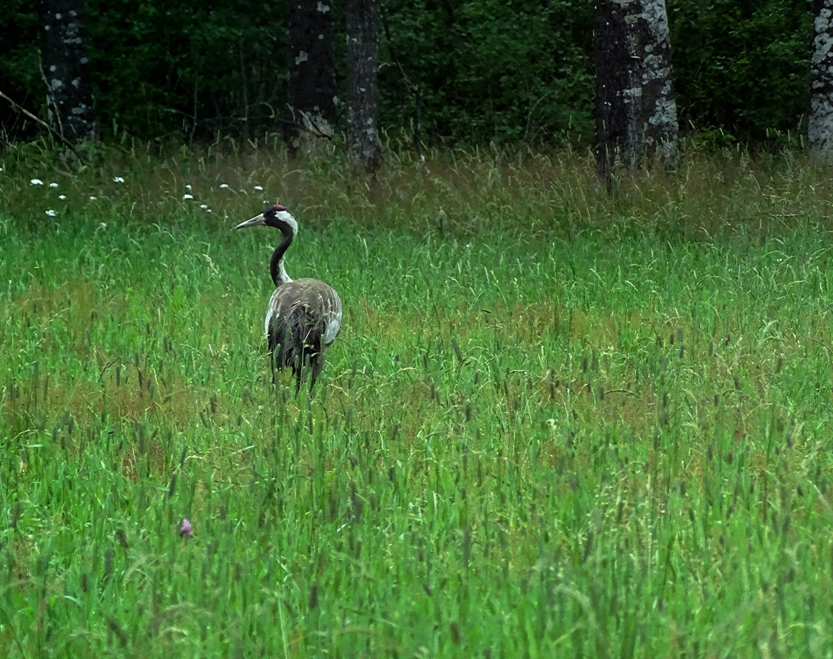 Crane in my Garden