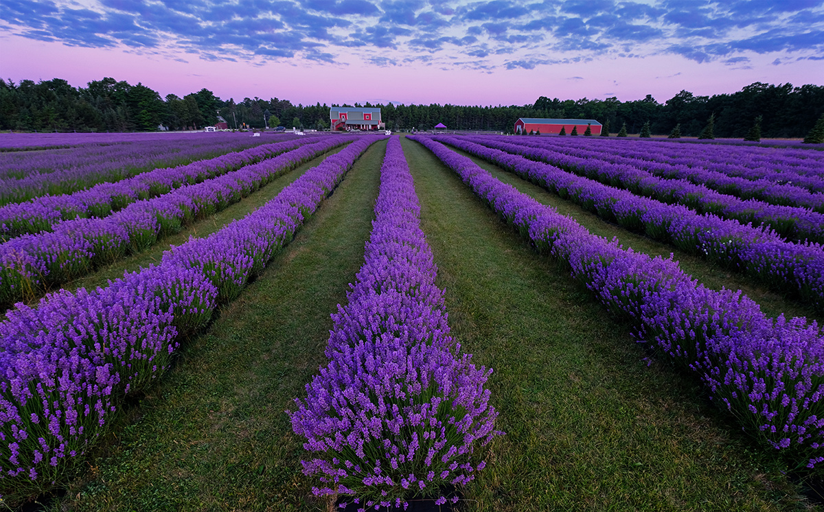 Sweet lavender