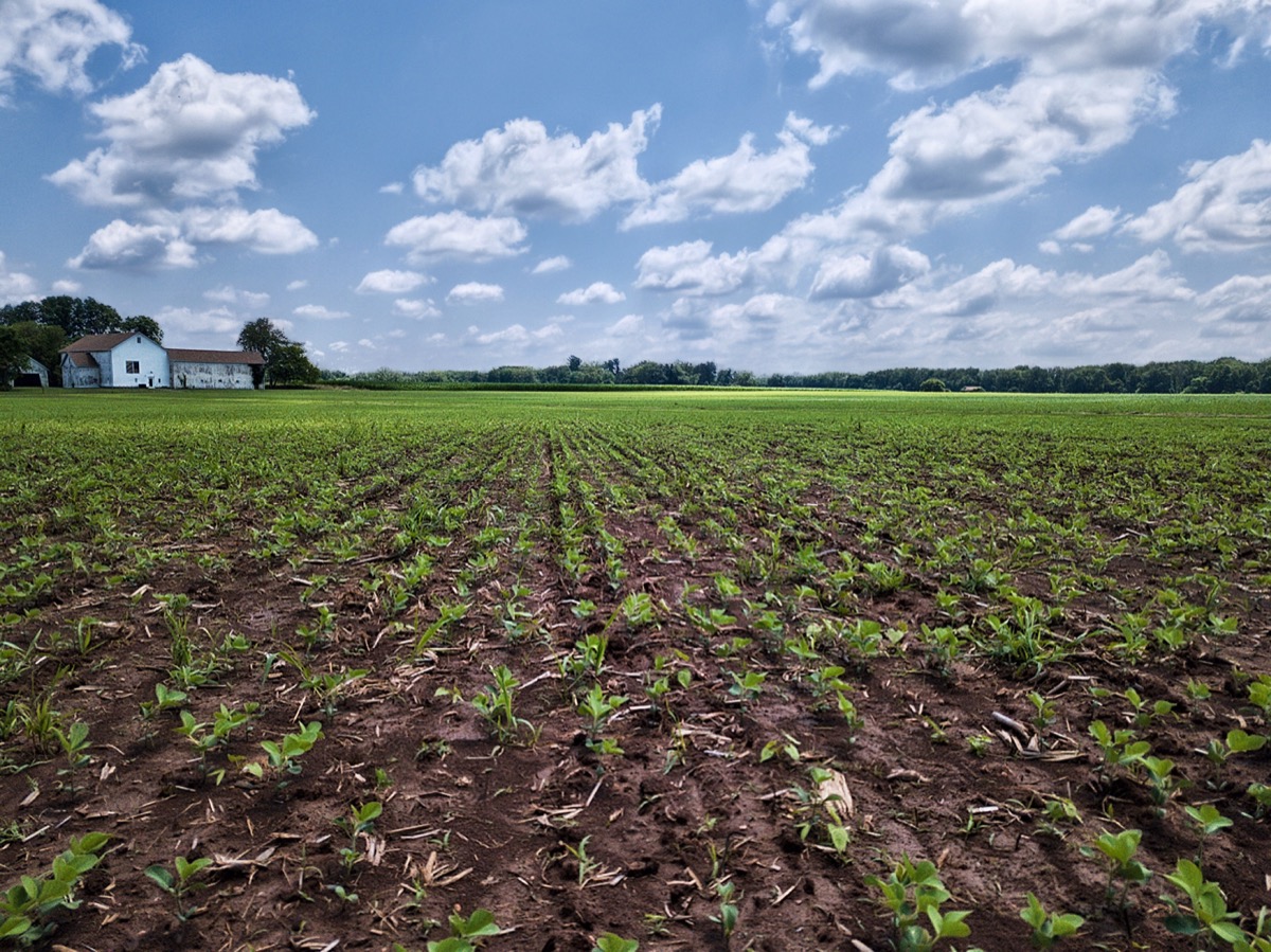 The fields are far shy than they ought for July