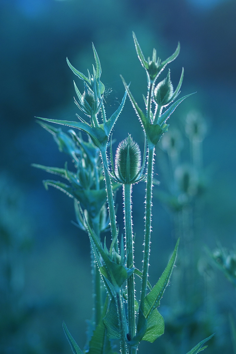 Teasels in Blue