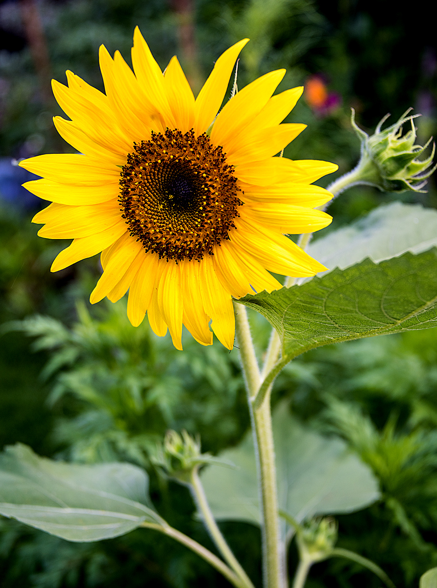 Sunflower