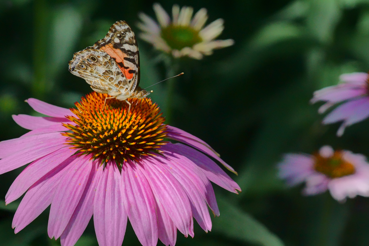 Painted Lady Comes Calling