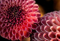Pink Dahlias