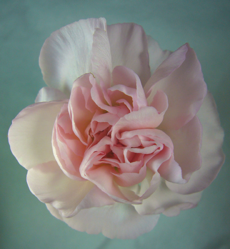 Carnation