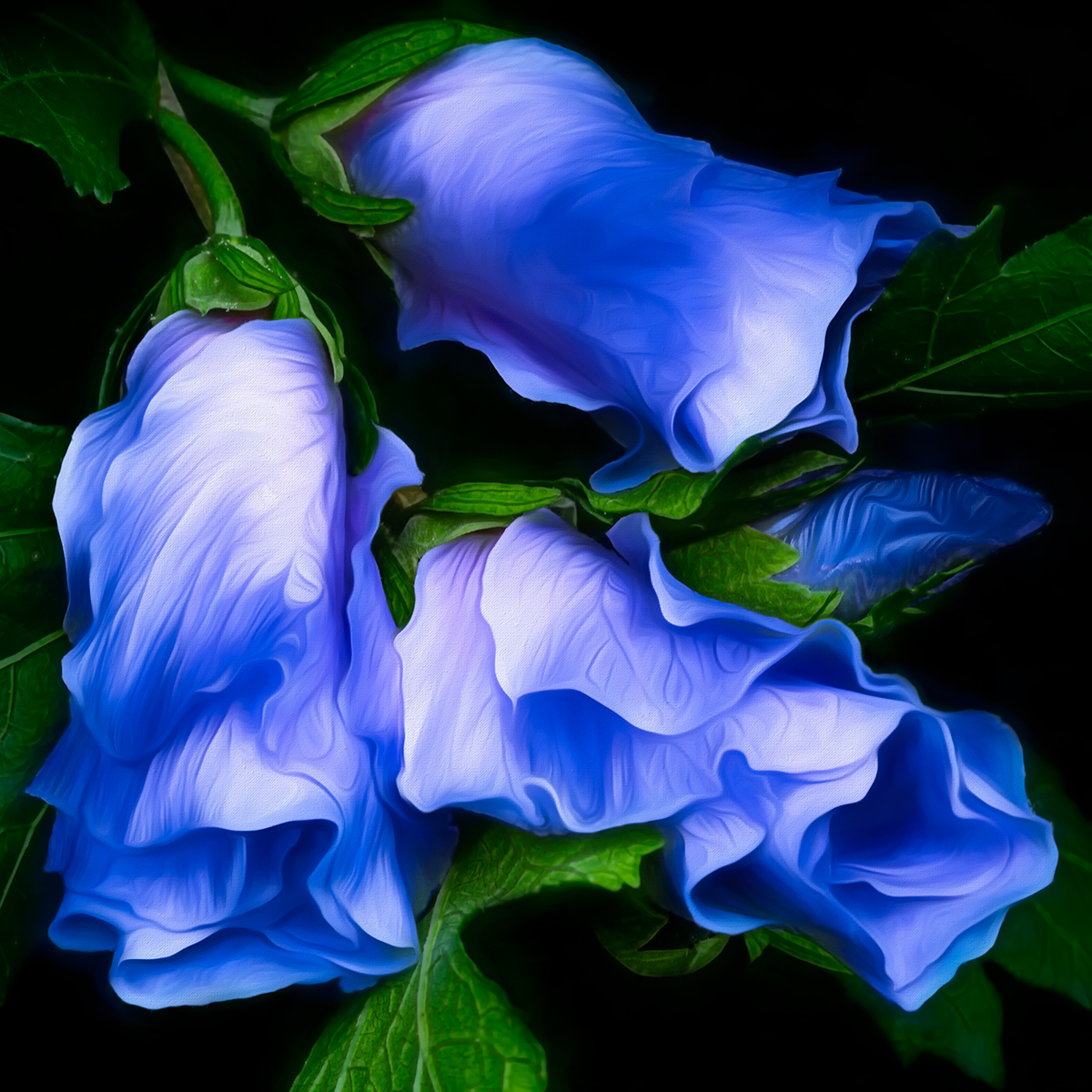 Rose of Sharon