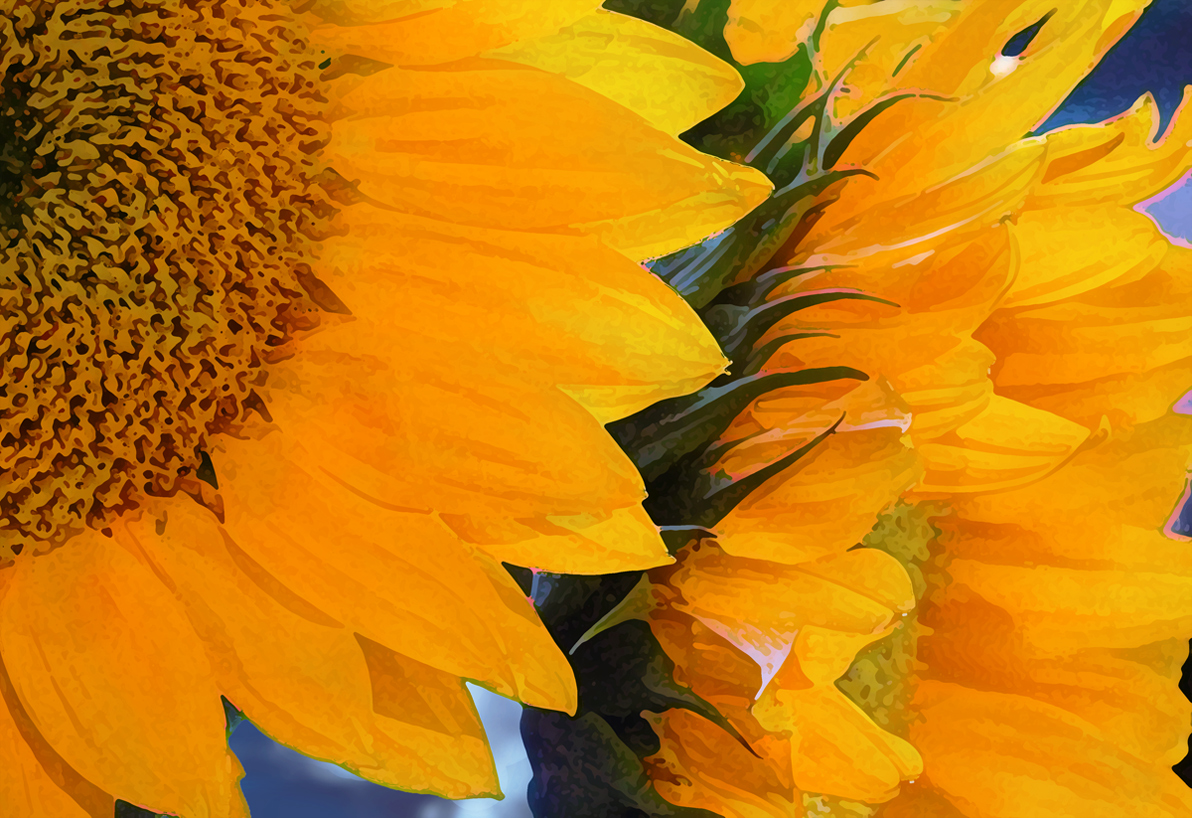 Sunflowers O'Keefe style