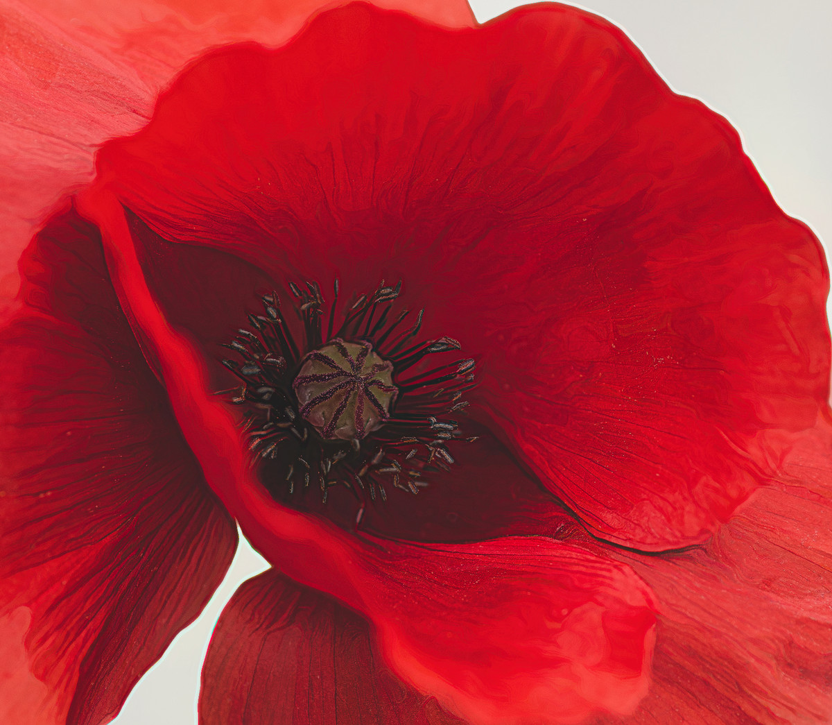 Ode to Red Poppy