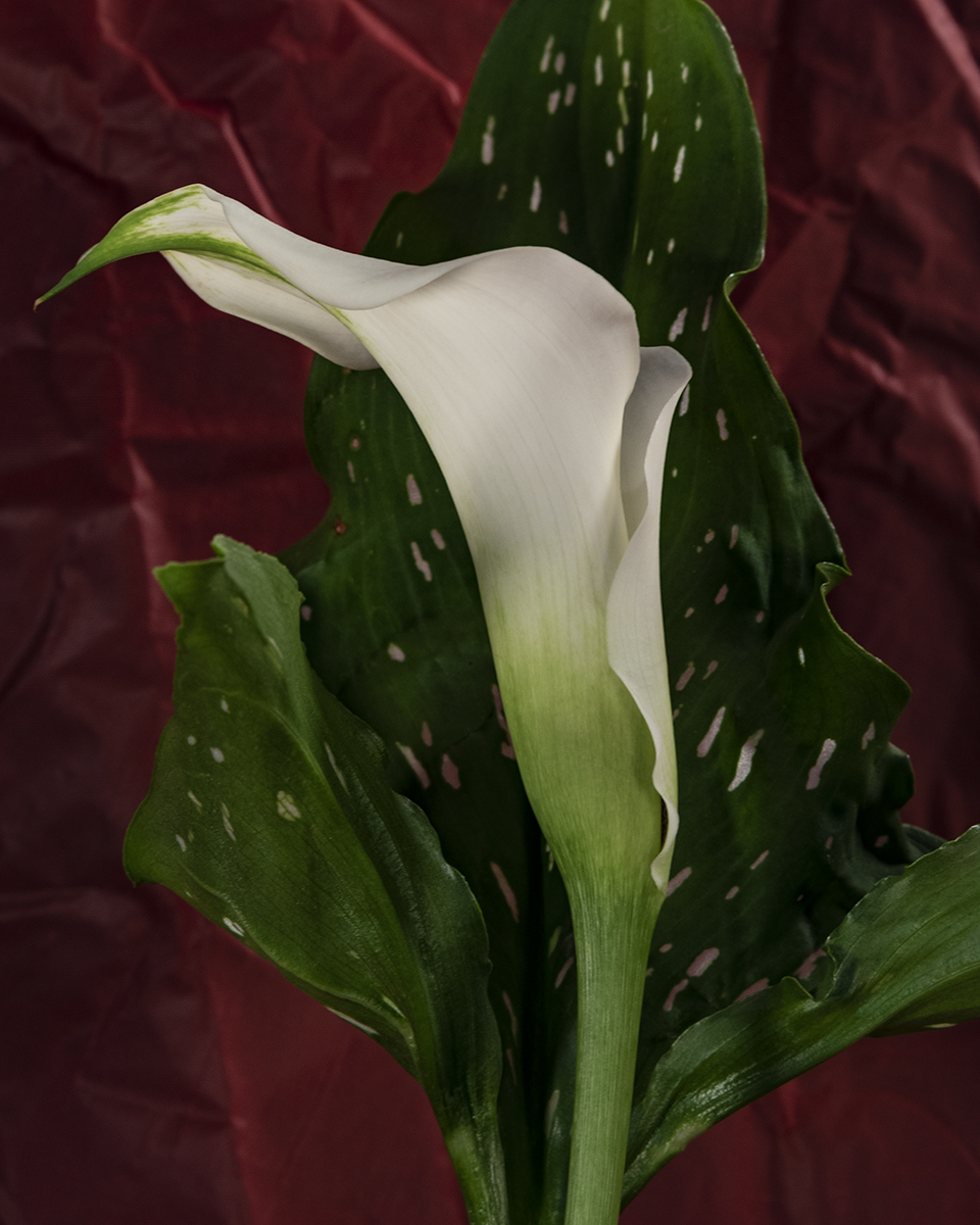 Single Calla Lily Red [1923] After Georgia O'Keeffe