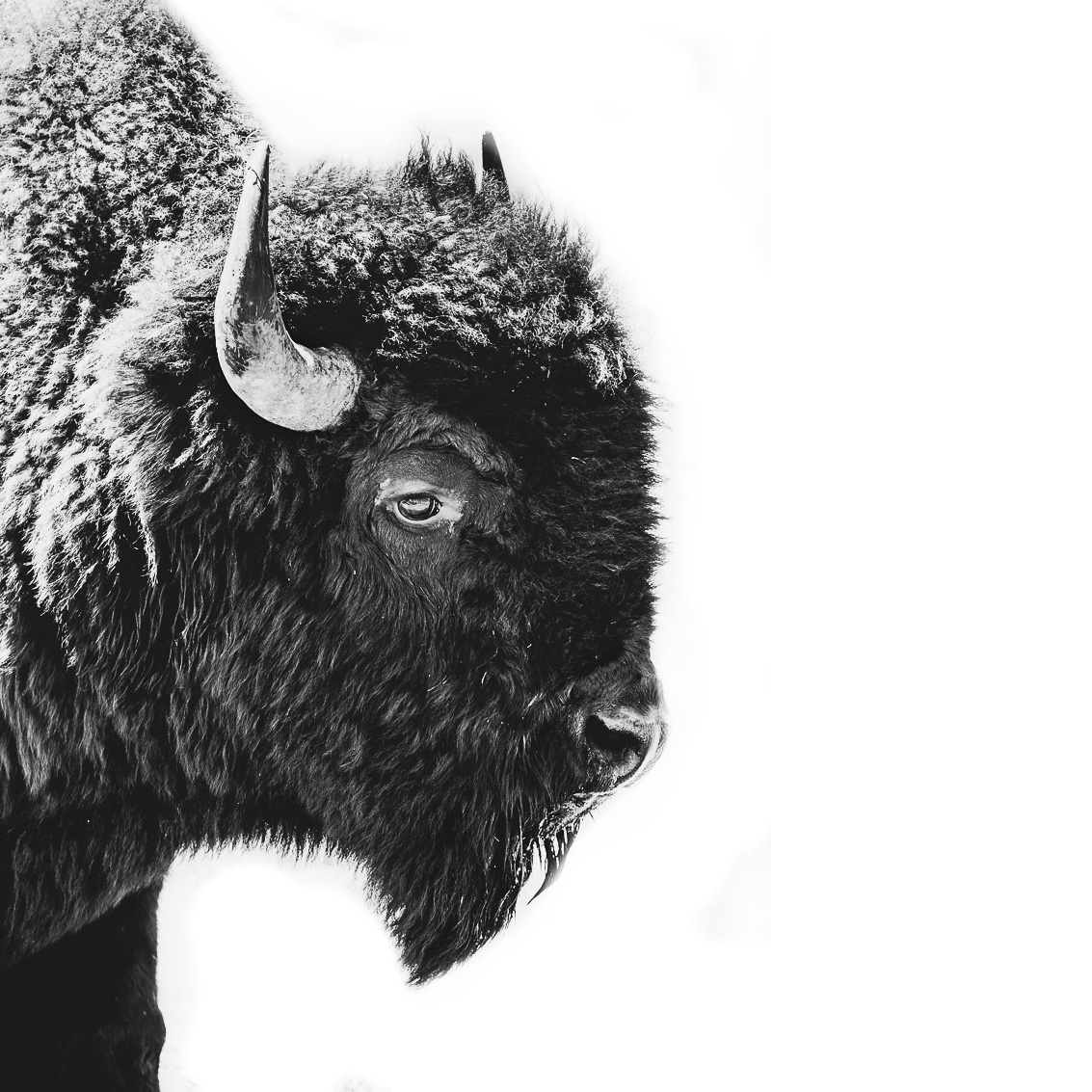 Denizen of Yellowstone