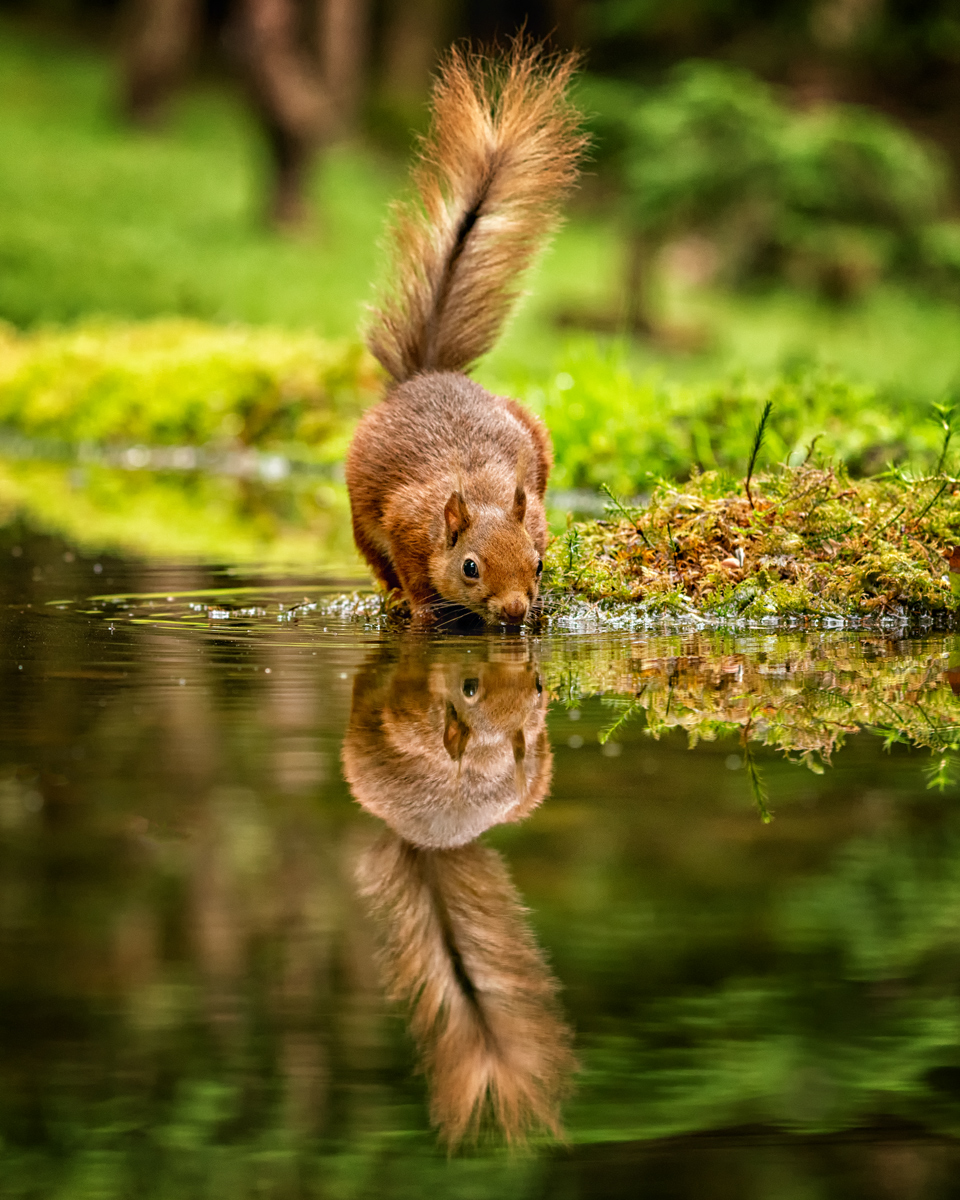 Red Squirrel Reflections