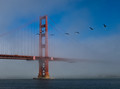  Fog & Pelicans at the Golden Gate