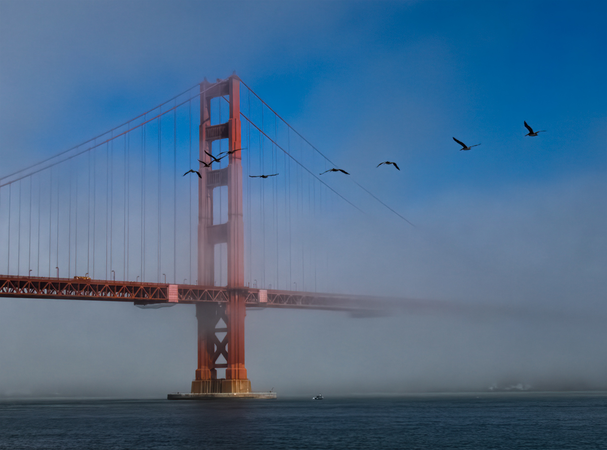  Fog & Pelicans at the Golden Gate