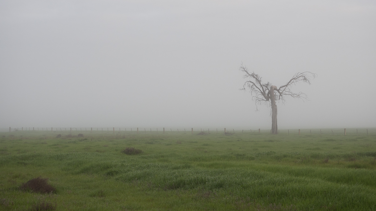 Morning Fog