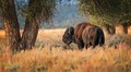 The Lonely Bison